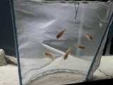 Bycatch Aquarium Nets