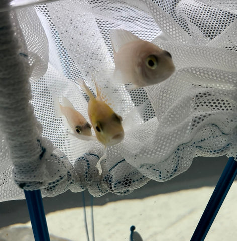 Bycatch Aquarium Nets THE Aquarium NET THAT WORKS LIKE A SEINE! 54Bow/65/90/120/135/180g (24 Bycatch Aquarium Nets THE Aquarium NET THAT WORKS LIKE A SEINE! 54Bow/65/90/120/135/180g (24