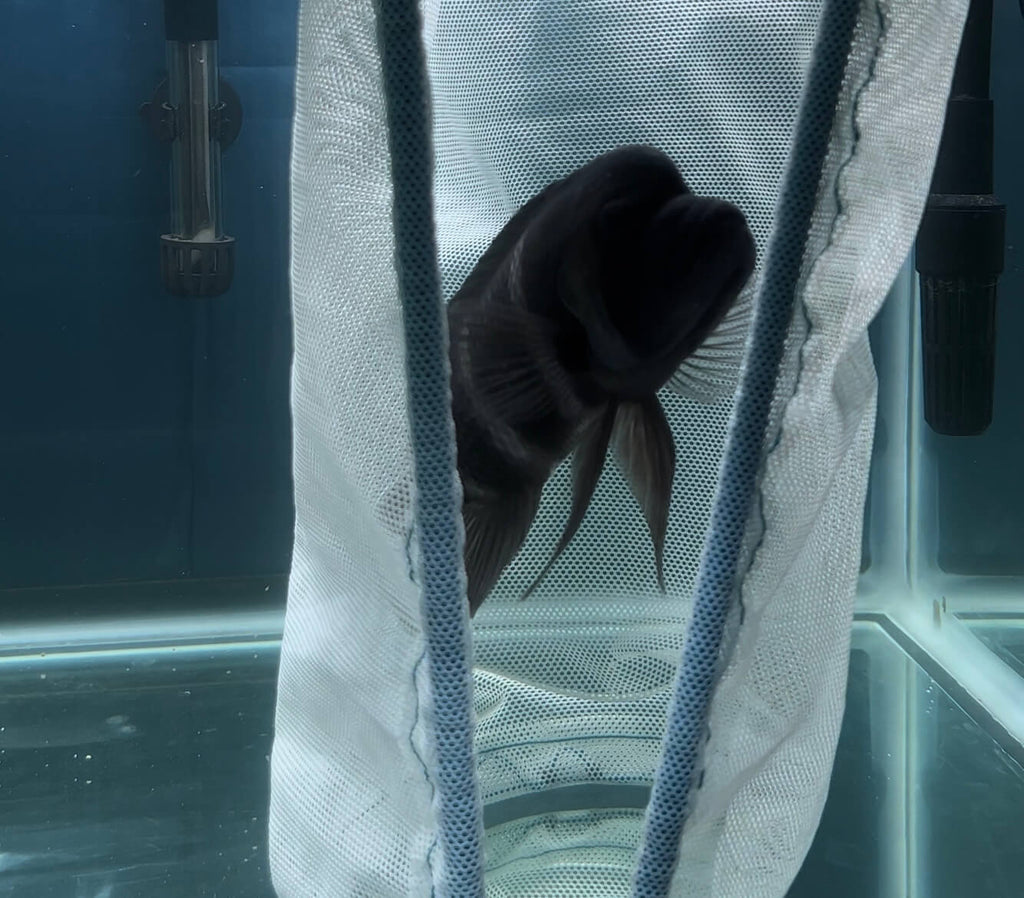 Bycatch Aquarium Nets THE Aquarium NET THAT WORKS LIKE A SEINE! 54Bow/65/90/120/135/180g (24